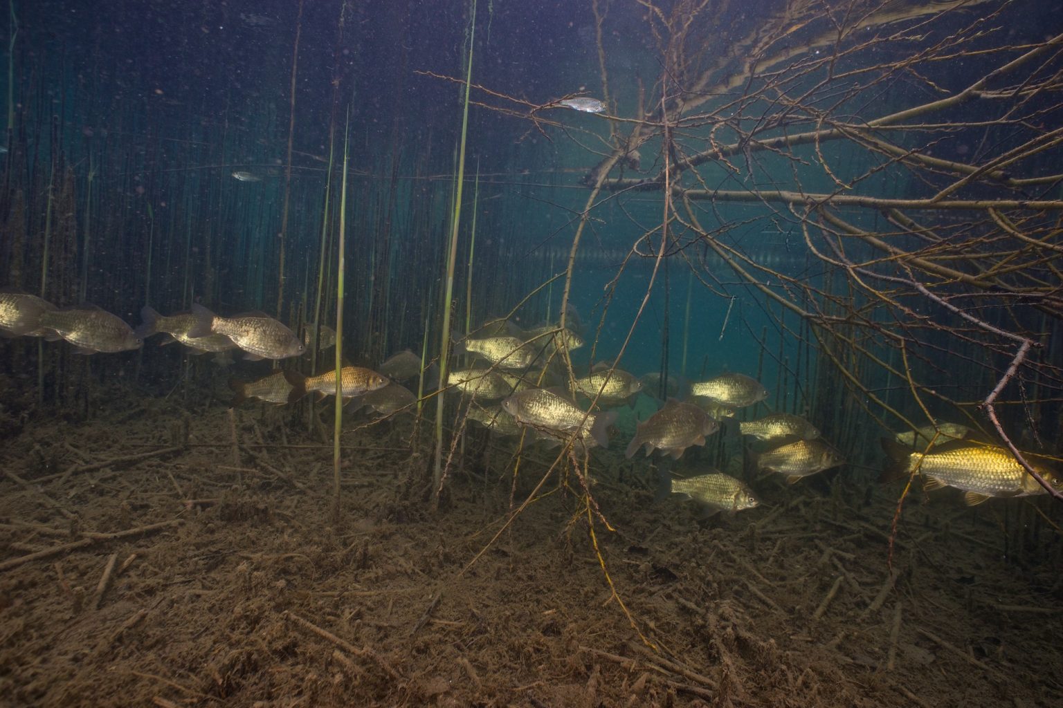 Banc de poissons sous les branches