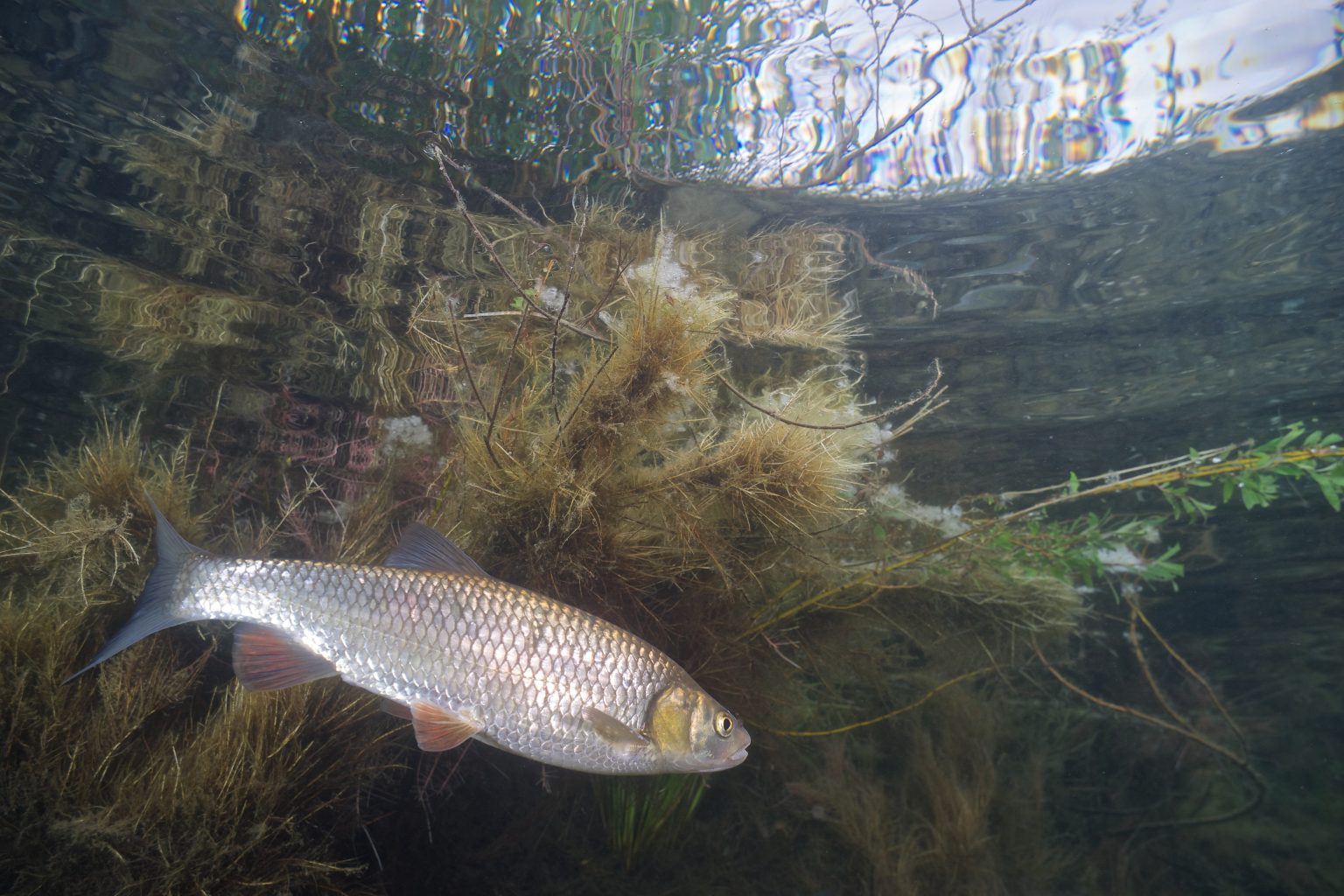 Poisson près de la surface